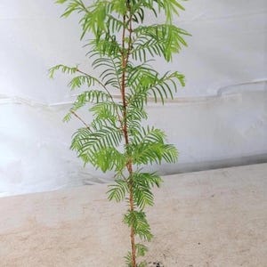 Dawn Redwood Tree Starter Plants (3 Live) Metasequoia