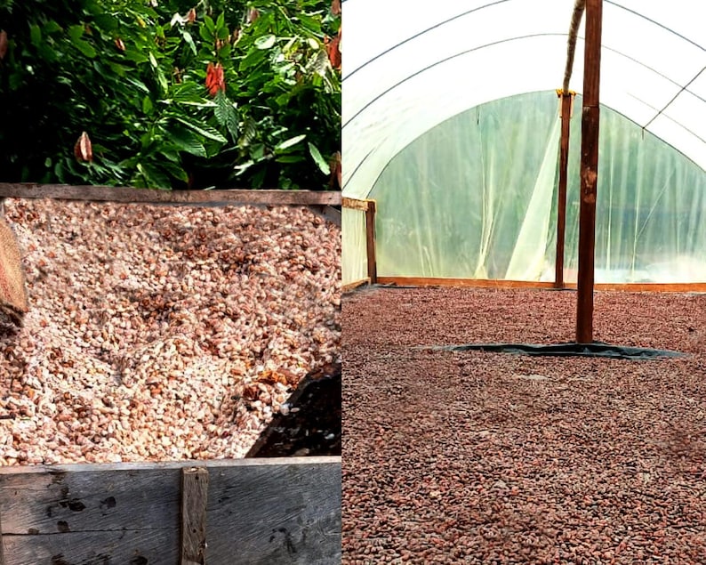 Colombian Raw Cacao Beans | Natural Vegan Chocolate - Etsy