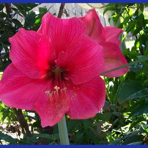 KING'S Red Amaryllis Hippeastrum 100 SEEDS 2024 Season Perennial Flowers, Make Bulbs, Grow Now Indoors or Out