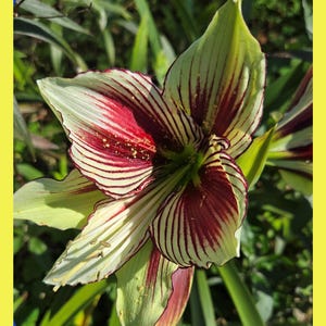 Butterfly Papilio Amaryllis Seeds, Hippeastrum Flowers, 2025 Year Crop, 50 Seeds, Rare Hybrid Flower, Garden Flowers, Seeds to Grow