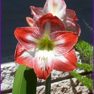 MINERVA Amaryllis Hippeastrum SEEDS Crop 2025 Season Perennial Flowers Make Bulbs 100 count Plant Now Indoors