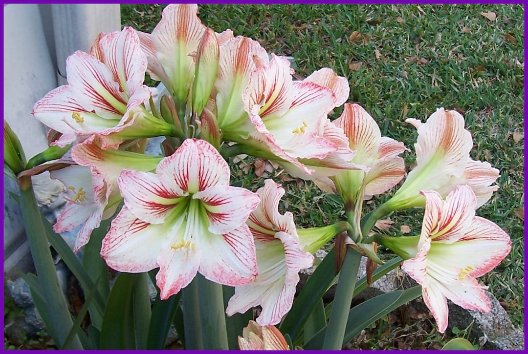 100 Count Amaryllis Hippeastrum SEEDS 2024 Season, Perennial Flowers