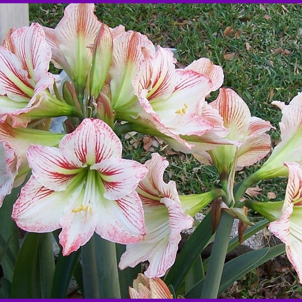 100 count Amaryllis Hippeastrum SEEDS 2024 Season, Perennial Flowers, Makes Bulbs, CANDY CANE Plant Now Indoors or Outdoors, Plant Now