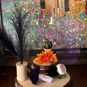 Jumping Spider play gym