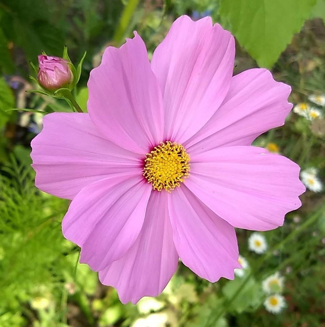 Cosmos Flower Seeds Pink Flowers Organic Flowers Farm Fresh Etsy