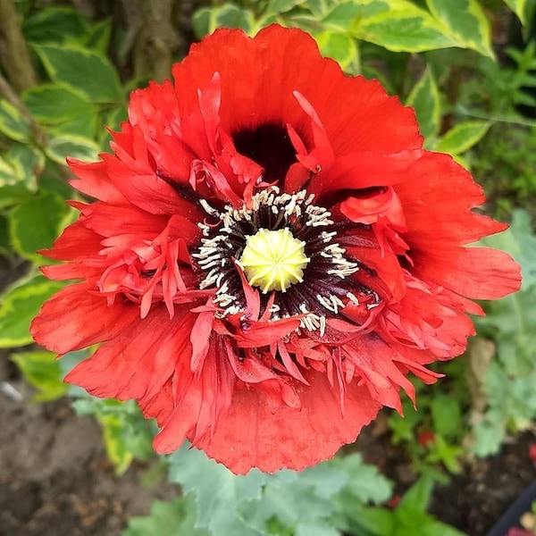 Turkenlouis Oriental poppies, organic poppy seeds, red poppy seeds, frilly red poppy seeds