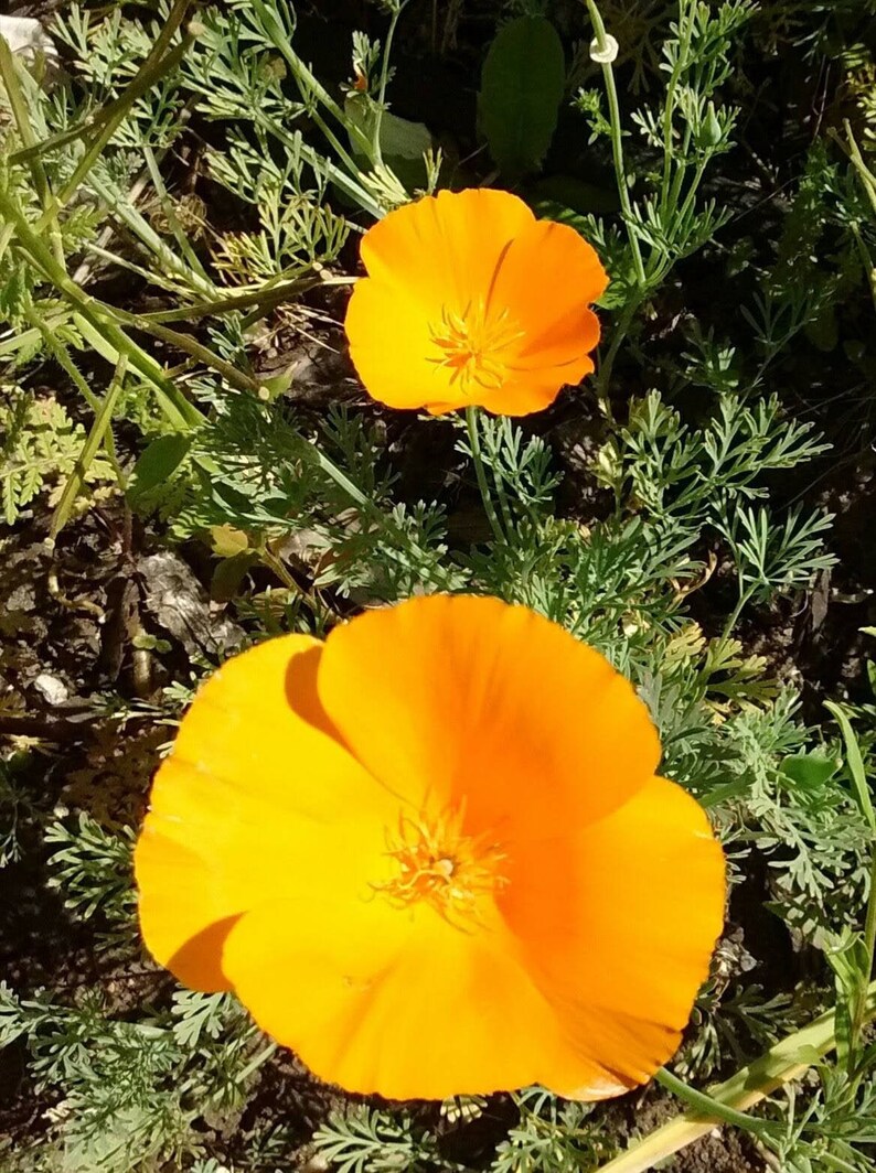 California poppy bright orange flowers that reseed themselves Etsy