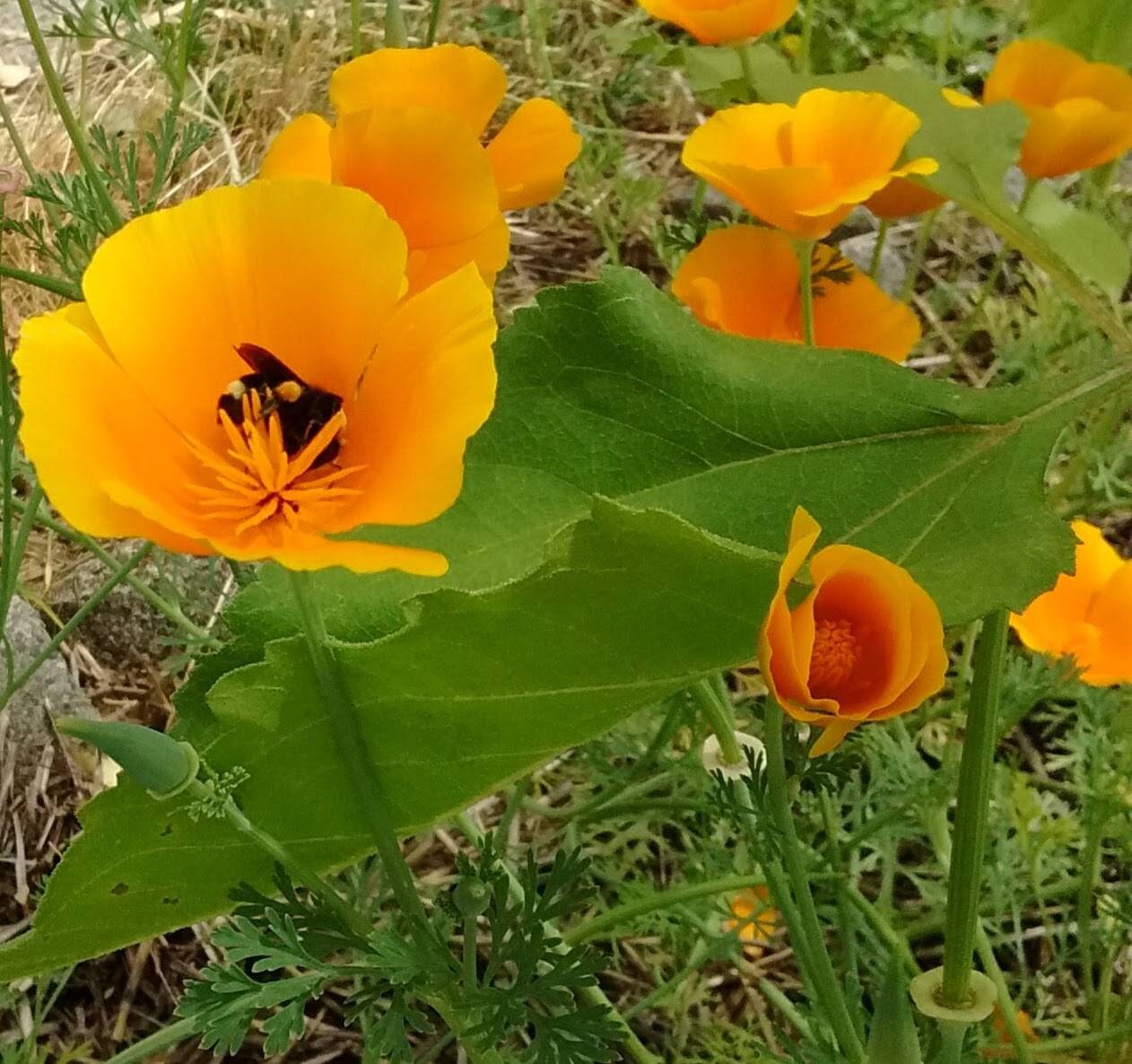 California poppy bright orange flowers that reseed themselves Etsy