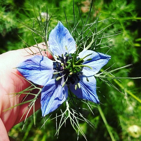 Love In A Mist Flowers Organic Seeds Blue Delicate Rare Etsy Love In A Mist Flowers Organic Seeds Blue Delicate Rare Etsy