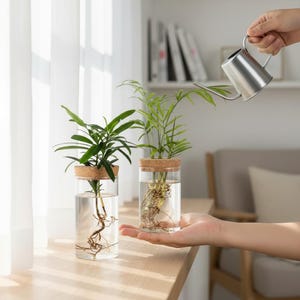 May include: Two glass vases with cork lids, each containing a small green plant and water. One vase is on a wooden surface, while the other is held in a hand. A small silver watering can is pouring water into the vase.