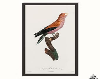 Ilustración vintage de aves – Lámina antigua de ave rodadora, obra de arte vintage de ornitología, arte mural de historia natural, decoración del hogar
