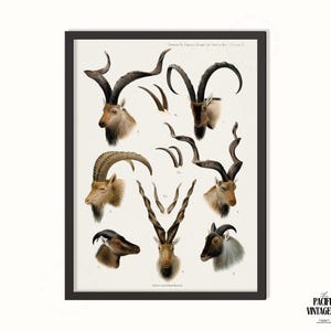 May include: A framed vintage print featuring detailed illustrations of various goat species. The artwork showcases the heads of different goats with their distinctive horns, rendered in shades of brown, beige, and gray against a cream background.