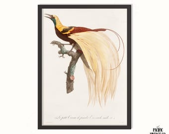 Vintage Bird of Paradise Print – Antique Exotic Bird Illustration, Ornithology Wall Art, Natural History Poster, Ornithology Vintage Poster