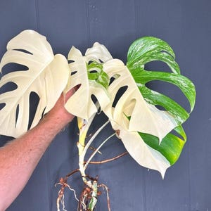 Pode incluir: Close-up de uma estaca de planta Monstera com folhas grandes e divididas. As folhas exibem um contraste marcante de variegata branca e verde. As raízes da planta são visíveis, indicando que está pronta para plantar. O fundo é azul escuro sólido.