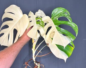 Variegated Monstera Albo Borsigiana Rooted Cutting - Rare Tropical Plant