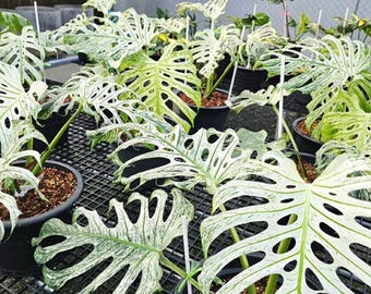 Anthurium Luxurians Silver Platinum, exact plant, Aroid Plant