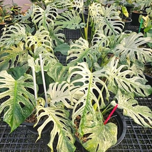 Pode incluir: Uma coleção de plantas Monstera variegadas em vasos pretos. As folhas exibem uma mistura de padrões verdes e branco creme, com fenestrações distintas. As plantas estão dispostas sobre uma superfície de grade preta, sugerindo um viveiro ou estufa.