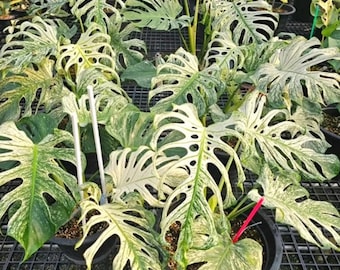 Monstera Deliciosa Devil Variegated Sadzenie Węzłów Ukorzenionych Sadzonki