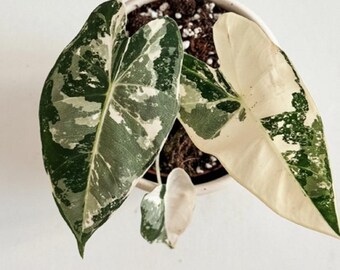 5 アロカシア シャントリエリ ピンク 斑入り 球根 珍しい 屋内 屋外