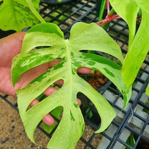 May include: Close-up of a variegated Monstera leaf, showcasing vibrant green and creamy white patterns. The leaf has distinctive fenestrations and is covered in water droplets, suggesting recent watering. The plant is a popular houseplant.