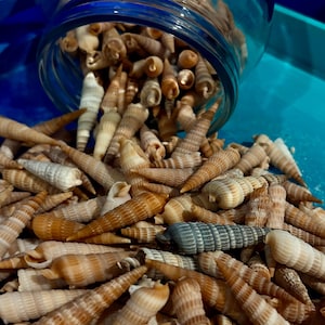 May include: A clear glass jar tipped on its side, spilling a large collection of small, spiral-shaped seashells. The shells are primarily tan, beige, and brown, with one distinct, textured gray shell resting prominently among the others.