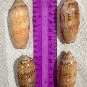 Large Florida Lettered Olive shells - 2.2–2.6 inches-large to extra-large,