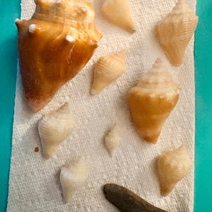 Florida Fighting Conch Shells | Natural Gulf Coast Beach Find, Coastal Decor Craft Shells