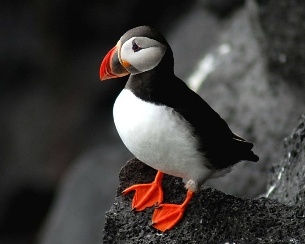 puffin stuffed toy