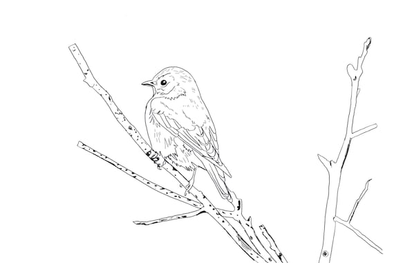 Blue Bird Coloring Page