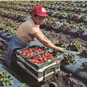 Plant City, Floride - Capitale mondiale de la fraise d'hiver - Carte postale vintage 1985