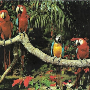 Parrot Jungle near Miami, Florida - Vintage Postcard