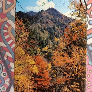 Fall Color Scene  - Great Smokey Mountain National Park- Vintage Postcard
