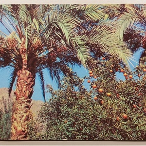 Frutas del Valle del Sol - Postal Vintage de 1962