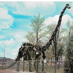 Diplodocus à l’Utah Field House of Natural History - Vernal, Utah - carte postale vintage