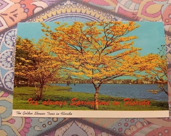 It's Always Springtime in Florida - The Golden Shower Trees in Florida - Vintage Postcard