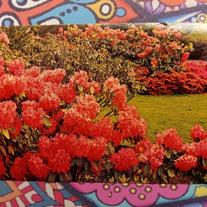 Riot of Flowers - Vintage Postcard