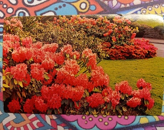 Alboroto de flores - Postal vintage