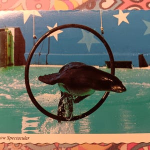 Seal Show Spectacular - Sea World - Carte postale vintage