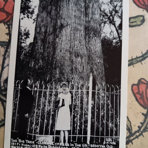 The &quot;Big Tree&quot; - Oldest Cypress in US near Orlando - Vintage Postcard