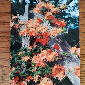 Cartão Postal Flame Azalea in Full Bloom - Montanhas Apalaches - Vintage