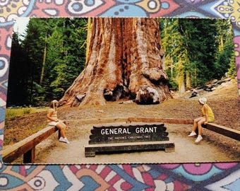 General Grant Tree - Kings Canyon National Park - California - Vintage Postcard