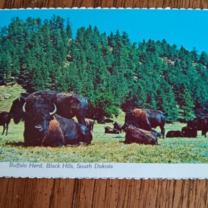 Buffalo Herds - Black Hills - Dakota do Sul - Cartão postal vintage