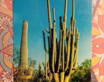 World's Largest Saguaro - Vintage Postcard