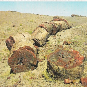 Petrified Forest National Monument, Arizona - Vintage Postcard