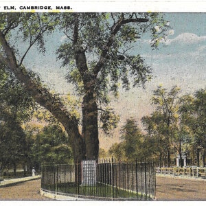 L'orme de Washington - Cambridge, Massachusetts - carte postale vintage