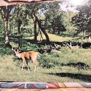 Buck Deer in his Velvet Horns in the Spring -  1977 Vintage Postcard