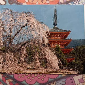 Flores de cerejeira no Templo Daigoji, Kyoto - Cartão postal vintage