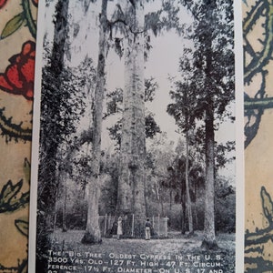 The &quot;Big Tree&quot; - Oldest Cypress in US near Orlando - Vintage Postcard