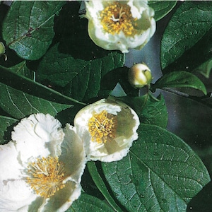 Camelia - Fiore di stato dell'Alabama - Cartolina d'epoca