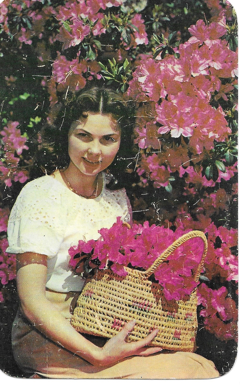 Florida/'s Lovely Azalea Blossoms Vintage Postcard